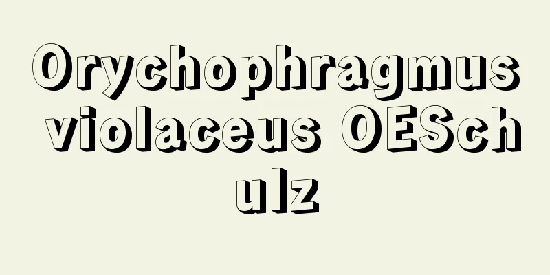 Orychophragmus violaceus OESchulz