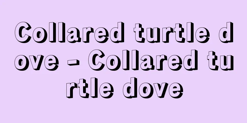 Collared turtle dove - Collared turtle dove