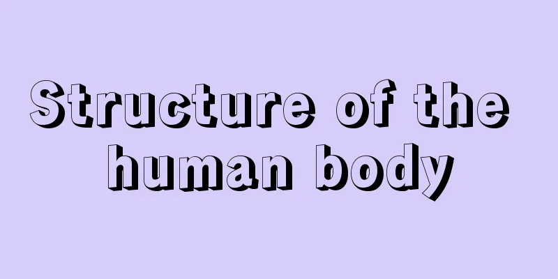 Structure of the human body