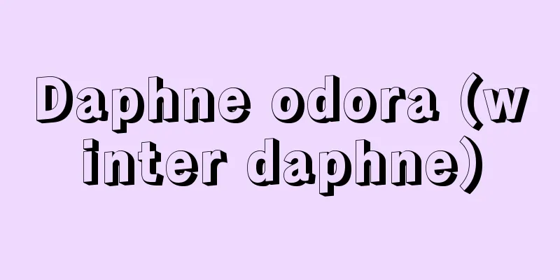 Daphne odora (winter daphne)