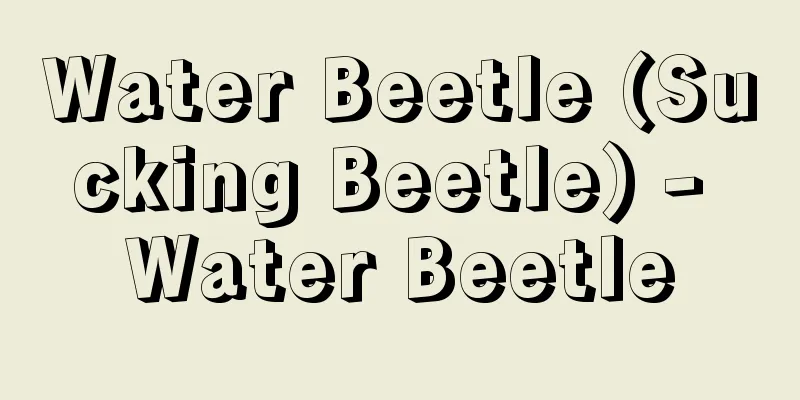 Water Beetle (Sucking Beetle) - Water Beetle