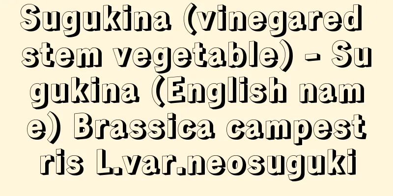 Sugukina (vinegared stem vegetable) - Sugukina (English name) Brassica campestris L.var.neosuguki