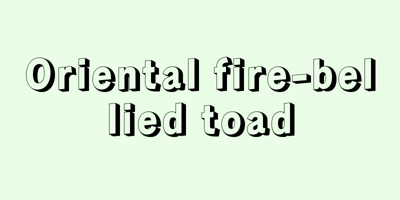 Oriental fire-bellied toad