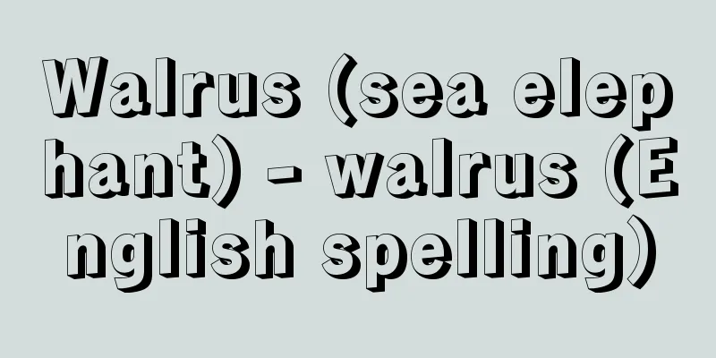 Walrus (sea elephant) - walrus (English spelling)