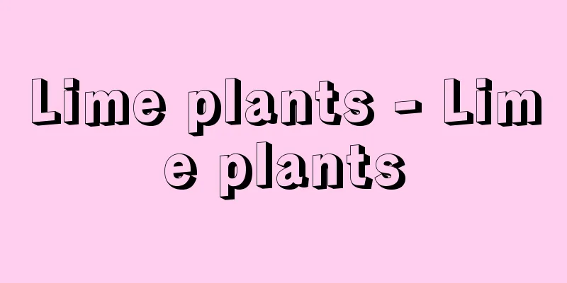Lime plants - Lime plants