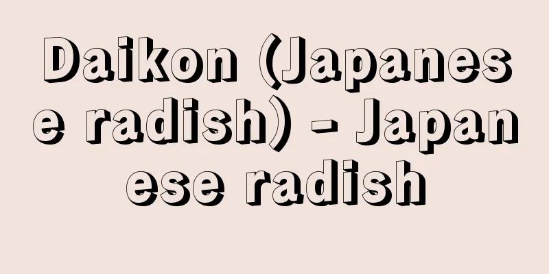 Daikon (Japanese radish) - Japanese radish
