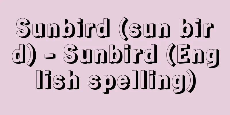 Sunbird (sun bird) - Sunbird (English spelling)