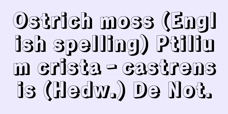 Ostrich moss (English spelling) Ptilium crista‐castrensis (Hedw.) De Not.