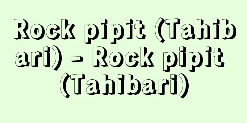 Rock pipit (Tahibari) - Rock pipit (Tahibari)