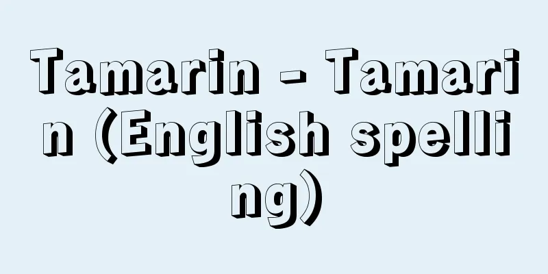 Tamarin - Tamarin (English spelling)