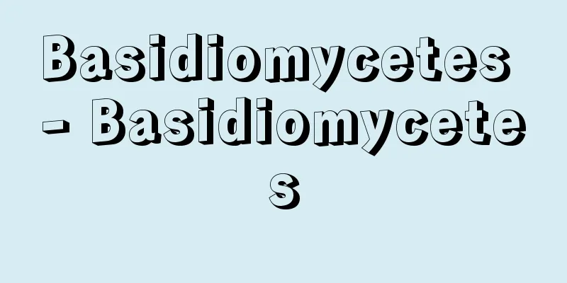 Basidiomycetes - Basidiomycetes