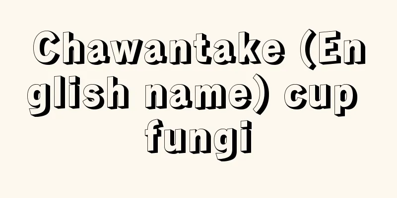 Chawantake (English name) cup fungi
