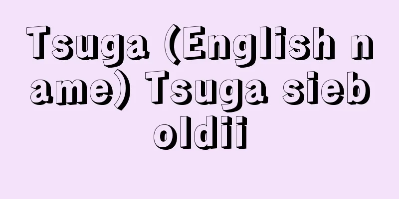 Tsuga (English name) Tsuga sieboldii