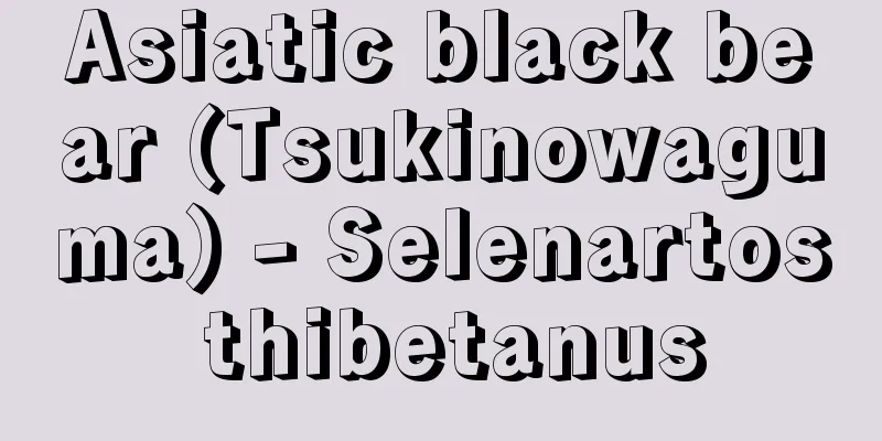 Asiatic black bear (Tsukinowaguma) - Selenartos thibetanus
