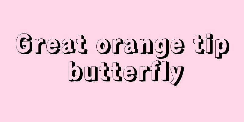 Great orange tip butterfly