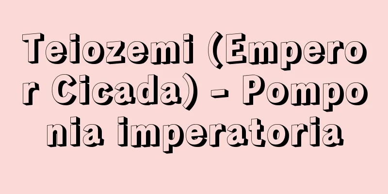 Teiozemi (Emperor Cicada) - Pomponia imperatoria