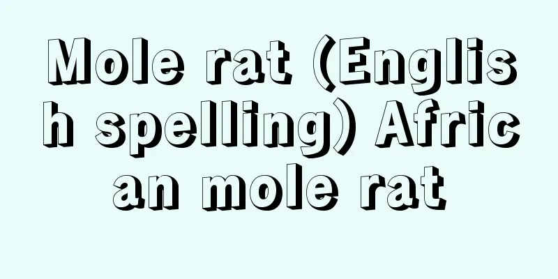 Mole rat (English spelling) African mole rat