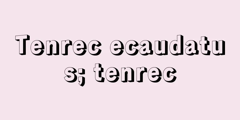 Tenrec ecaudatus; tenrec