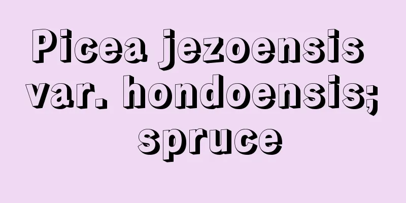Picea jezoensis var. hondoensis; spruce