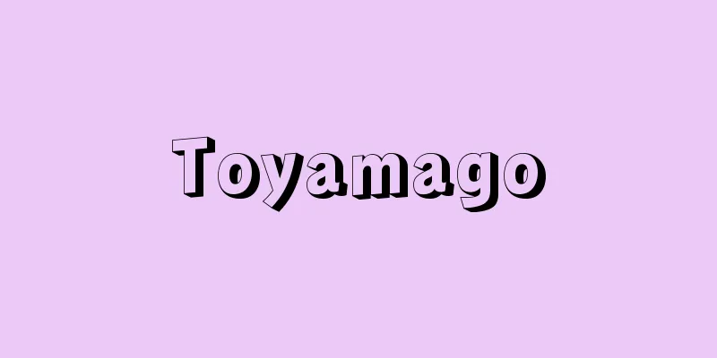 Toyamago