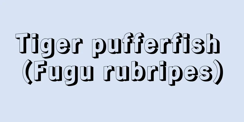 Tiger pufferfish (Fugu rubripes)