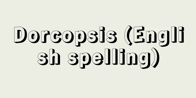 Dorcopsis (English spelling)