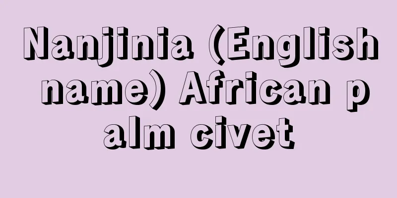 Nanjinia (English name) African palm civet