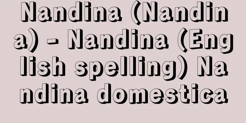 Nandina (Nandina) - Nandina (English spelling) Nandina domestica