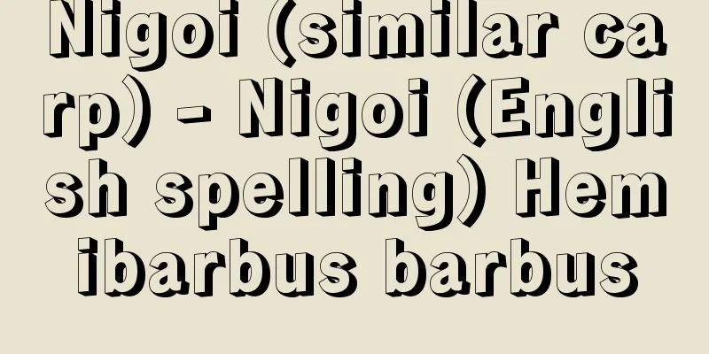 Nigoi (similar carp) - Nigoi (English spelling) Hemibarbus barbus