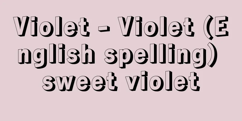 Violet - Violet (English spelling) sweet violet