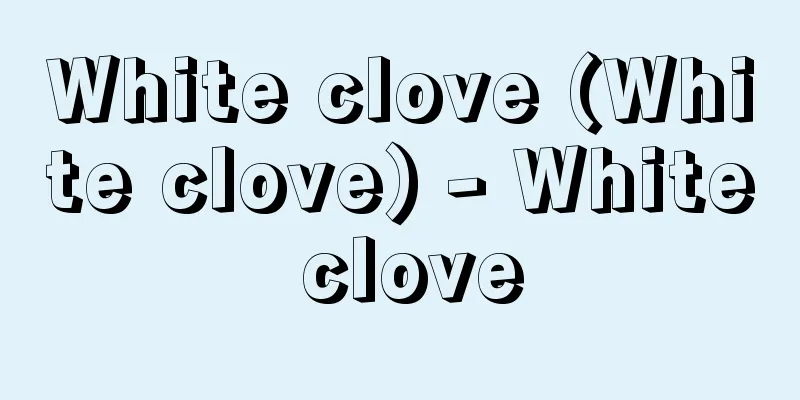 White clove (White clove) - White clove