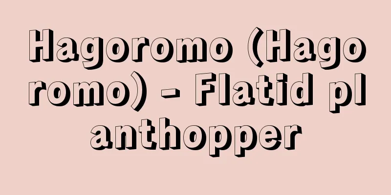 Hagoromo (Hagoromo) - Flatid planthopper