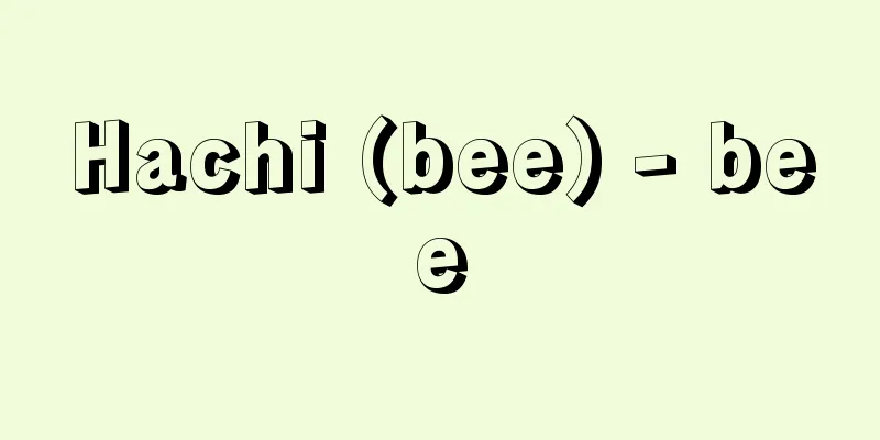 Hachi (bee) - bee
