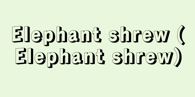 Elephant shrew (Elephant shrew)