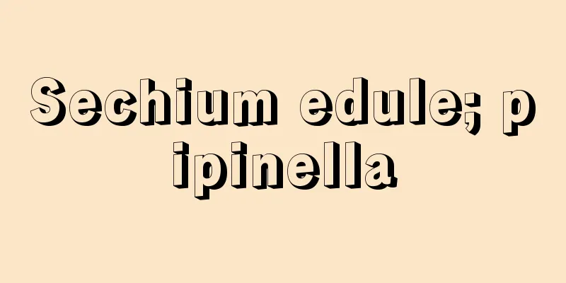 Sechium edule; pipinella