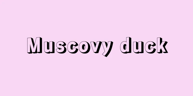 Muscovy duck