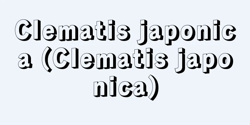 Clematis japonica (Clematis japonica)
