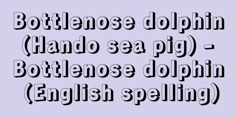 Bottlenose dolphin (Hando sea pig) - Bottlenose dolphin (English spelling)