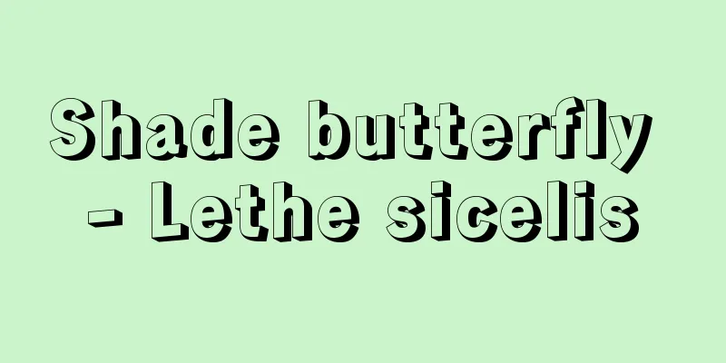 Shade butterfly - Lethe sicelis