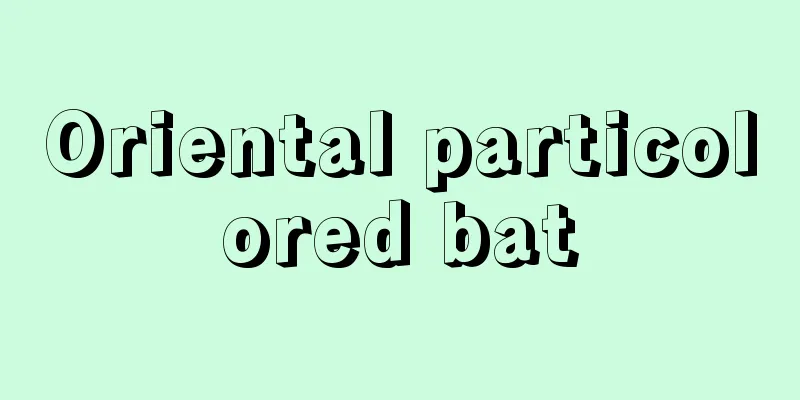 Oriental particolored bat