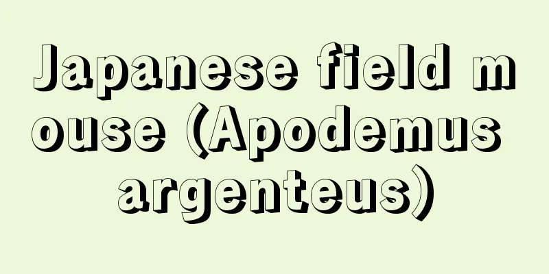 Japanese field mouse (Apodemus argenteus)
