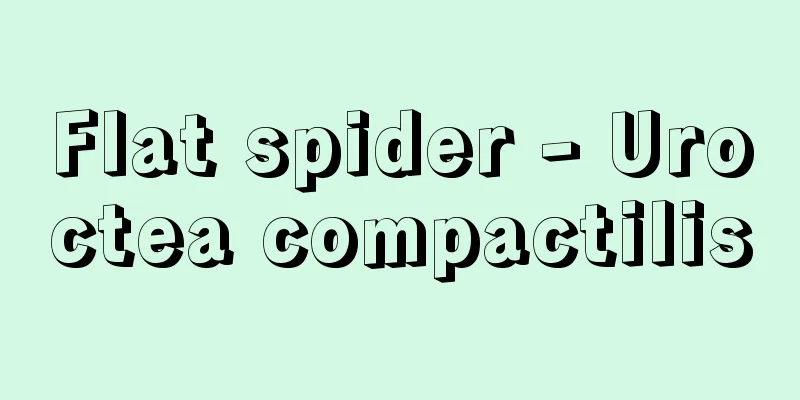 Flat spider - Uroctea compactilis