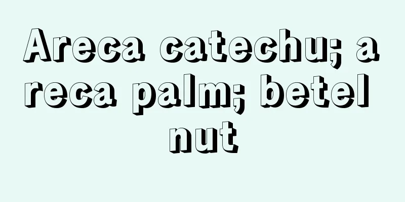 Areca catechu; areca palm; betel nut