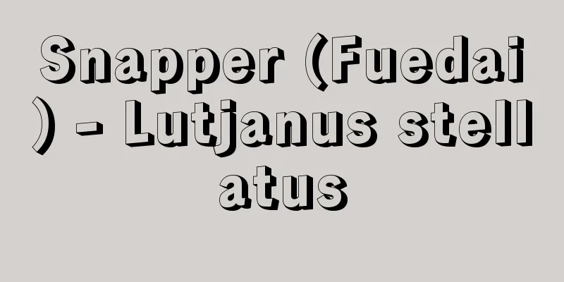 Snapper (Fuedai) - Lutjanus stellatus