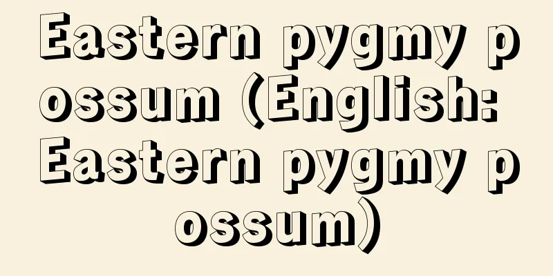 Eastern pygmy possum (English: Eastern pygmy possum)