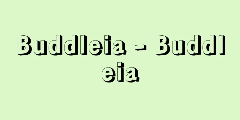 Buddleia - Buddleia