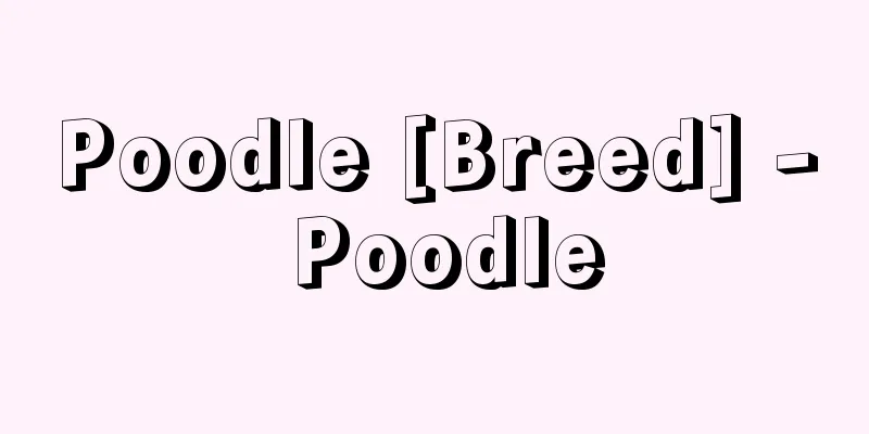 Poodle [Breed] - Poodle