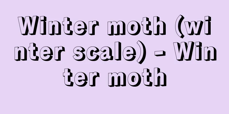Winter moth (winter scale) - Winter moth