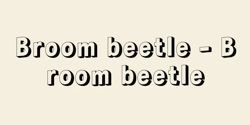 Broom beetle - Broom beetle