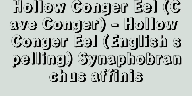 Hollow Conger Eel (Cave Conger) - Hollow Conger Eel (English spelling) Synaphobranchus affinis